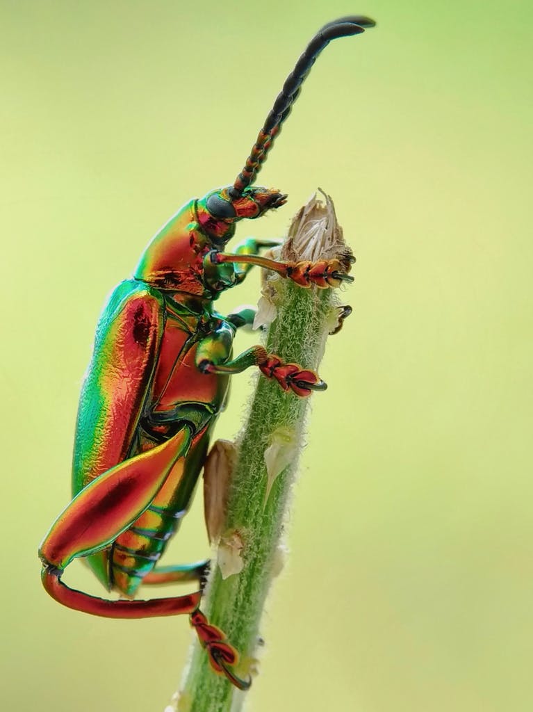 Close-up image of a brilliantly colored beetle on a stem, showcasing vivid details.